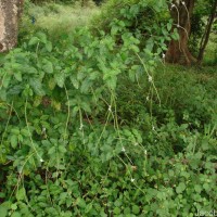 Stachytarpheta cayennensis (Rich.) Vahl